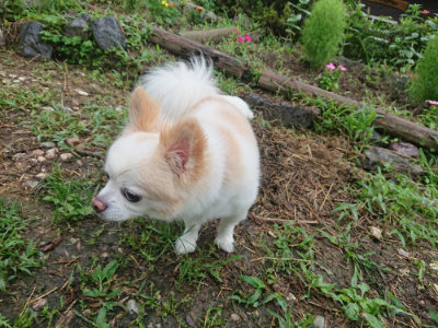 f:id:roukenhome-ann:20190728135723j:plain f:id:roukenhome-ann:20190728135723j:plain