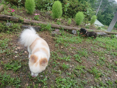 f:id:roukenhome-ann:20190728135734j:plain f:id:roukenhome-ann:20190728135734j:plain