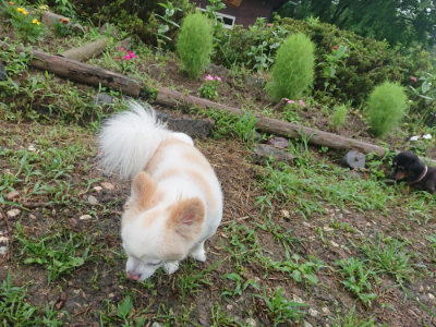 f:id:roukenhome-ann:20190728135746j:plain f:id:roukenhome-ann:20190728135746j:plain
