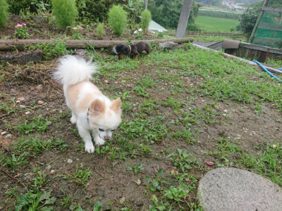 f:id:roukenhome-ann:20190728135752j:plain f:id:roukenhome-ann:20190728135752j:plain