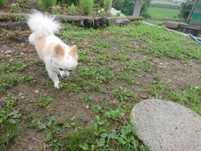 f:id:roukenhome-ann:20190728143324j:plain f:id:roukenhome-ann:20190728143324j:plain