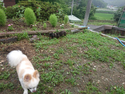 f:id:roukenhome-ann:20190728143329j:plain f:id:roukenhome-ann:20190728143329j:plain