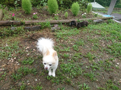 f:id:roukenhome-ann:20190728143334j:plain f:id:roukenhome-ann:20190728143334j:plain