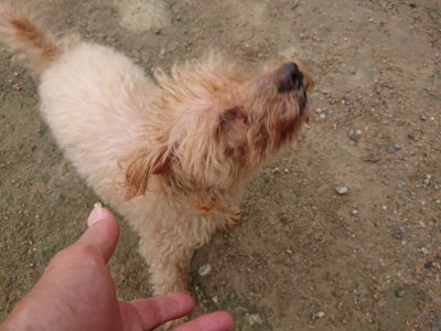 f:id:roukenhome-ann:20190728143442j:plain f:id:roukenhome-ann:20190728143442j:plain