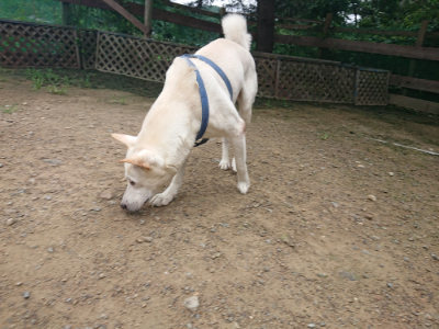 f:id:roukenhome-ann:20190728143447j:plain f:id:roukenhome-ann:20190728143447j:plain