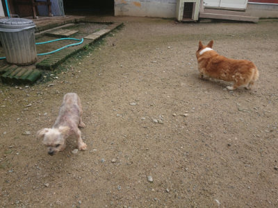 f:id:roukenhome-ann:20190728143458j:plain f:id:roukenhome-ann:20190728143458j:plain