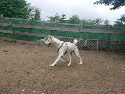 f:id:roukenhome-ann:20190728143606j:plain f:id:roukenhome-ann:20190728143606j:plain