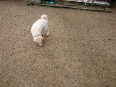 f:id:roukenhome-ann:20190728143620j:plain f:id:roukenhome-ann:20190728143620j:plain