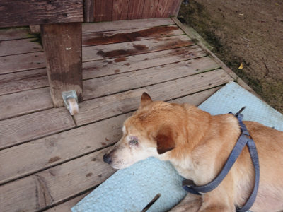 f:id:roukenhome-ann:20190728143626j:plain f:id:roukenhome-ann:20190728143626j:plain