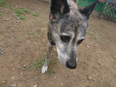 f:id:roukenhome-ann:20190728143651j:plain f:id:roukenhome-ann:20190728143651j:plain