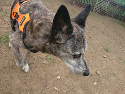 f:id:roukenhome-ann:20190728143655j:plain f:id:roukenhome-ann:20190728143655j:plain