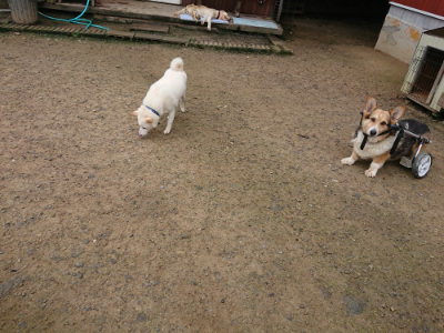 f:id:roukenhome-ann:20190728143706j:plain f:id:roukenhome-ann:20190728143706j:plain