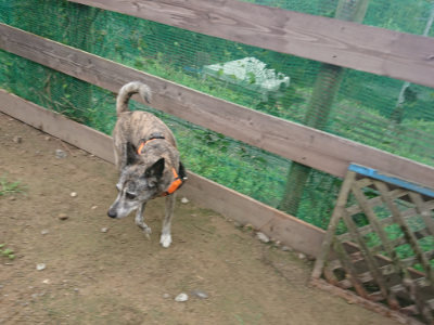f:id:roukenhome-ann:20190728143724j:plain f:id:roukenhome-ann:20190728143724j:plain