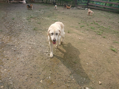 f:id:roukenhome-ann:20190728143731j:plain f:id:roukenhome-ann:20190728143731j:plain
