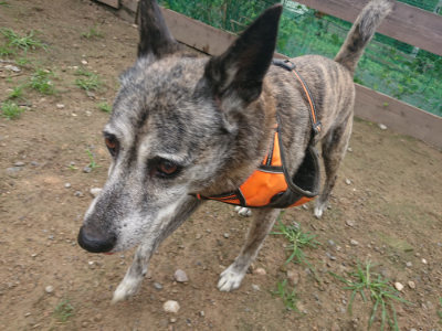 f:id:roukenhome-ann:20190728143844j:plain f:id:roukenhome-ann:20190728143844j:plain