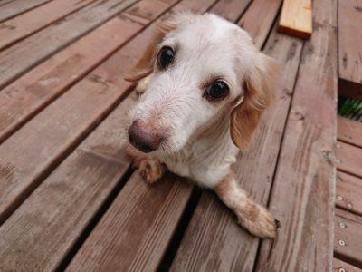 f:id:roukenhome-ann:20190728143850j:plain f:id:roukenhome-ann:20190728143850j:plain