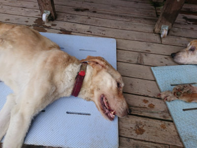 f:id:roukenhome-ann:20190728144100j:plain f:id:roukenhome-ann:20190728144100j:plain