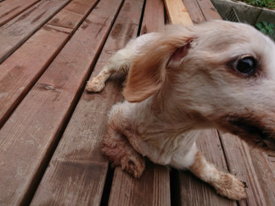 f:id:roukenhome-ann:20190728144109j:plain f:id:roukenhome-ann:20190728144109j:plain