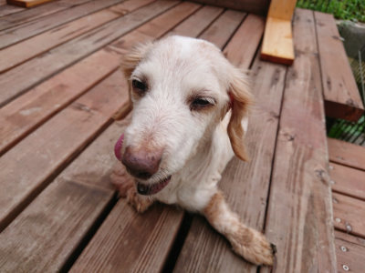 f:id:roukenhome-ann:20190728144115j:plain f:id:roukenhome-ann:20190728144115j:plain
