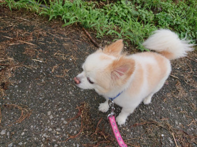 f:id:roukenhome-ann:20190728144136j:plain f:id:roukenhome-ann:20190728144136j:plain