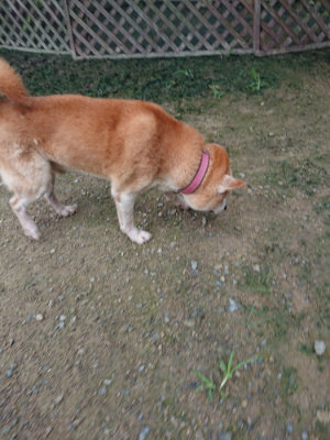 f:id:roukenhome-ann:20190728144210j:plain f:id:roukenhome-ann:20190728144210j:plain