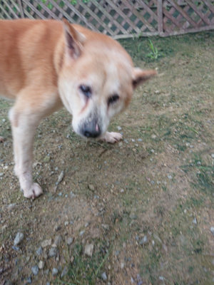 f:id:roukenhome-ann:20190728144217j:plain f:id:roukenhome-ann:20190728144217j:plain