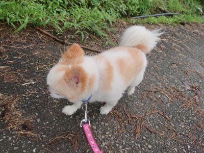 f:id:roukenhome-ann:20190728144224j:plain f:id:roukenhome-ann:20190728144224j:plain