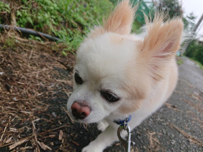 f:id:roukenhome-ann:20190728144233j:plain f:id:roukenhome-ann:20190728144233j:plain