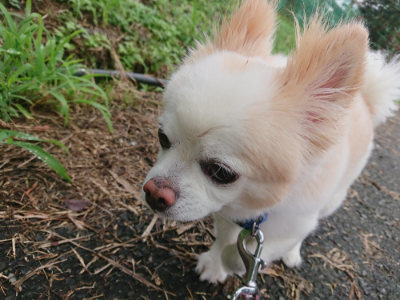 f:id:roukenhome-ann:20190728144238j:plain f:id:roukenhome-ann:20190728144238j:plain