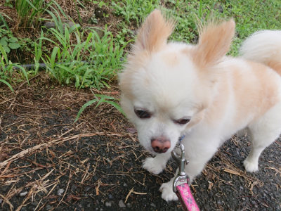 f:id:roukenhome-ann:20190728144245j:plain f:id:roukenhome-ann:20190728144245j:plain