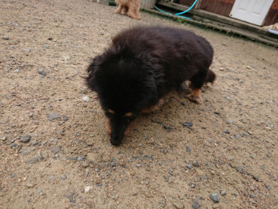 f:id:roukenhome-ann:20190728144317j:plain f:id:roukenhome-ann:20190728144317j:plain