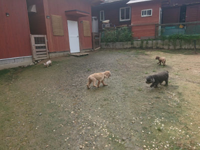 f:id:roukenhome-ann:20190728144329j:plain f:id:roukenhome-ann:20190728144329j:plain