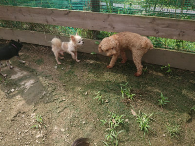 f:id:roukenhome-ann:20190728144413j:plain f:id:roukenhome-ann:20190728144413j:plain