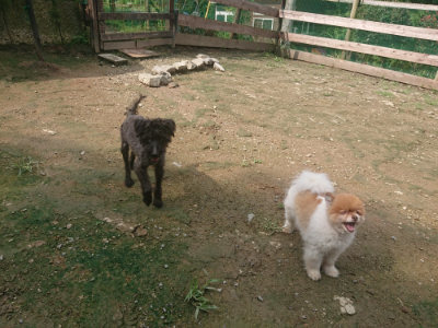 f:id:roukenhome-ann:20190728144445j:plain f:id:roukenhome-ann:20190728144445j:plain