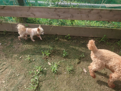 f:id:roukenhome-ann:20190728144451j:plain f:id:roukenhome-ann:20190728144451j:plain