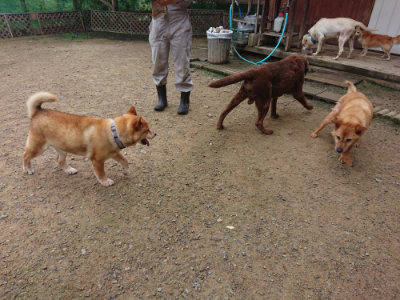 f:id:roukenhome-ann:20190728144559j:plain f:id:roukenhome-ann:20190728144559j:plain