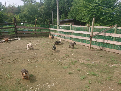 f:id:roukenhome-ann:20190728144627j:plain f:id:roukenhome-ann:20190728144627j:plain