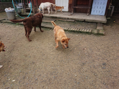f:id:roukenhome-ann:20190728144637j:plain f:id:roukenhome-ann:20190728144637j:plain