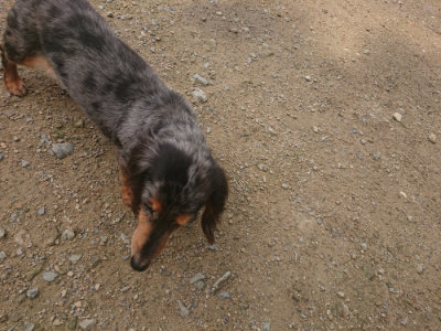 f:id:roukenhome-ann:20190728144642j:plain f:id:roukenhome-ann:20190728144642j:plain