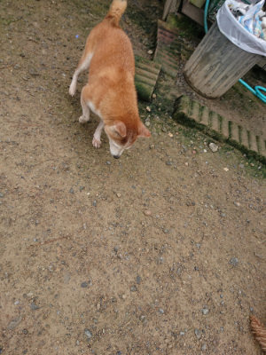 f:id:roukenhome-ann:20190728144957j:plain f:id:roukenhome-ann:20190728144957j:plain