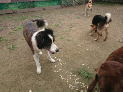 f:id:roukenhome-ann:20190728145002j:plain f:id:roukenhome-ann:20190728145002j:plain