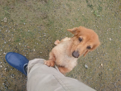 f:id:roukenhome-ann:20190728145018j:plain f:id:roukenhome-ann:20190728145018j:plain