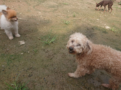 f:id:roukenhome-ann:20190728145252j:plain f:id:roukenhome-ann:20190728145252j:plain