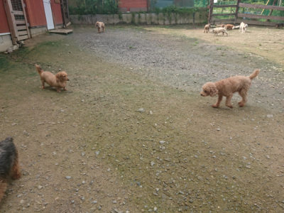 f:id:roukenhome-ann:20190728145304j:plain f:id:roukenhome-ann:20190728145304j:plain