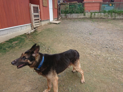 f:id:roukenhome-ann:20190728145422j:plain f:id:roukenhome-ann:20190728145422j:plain