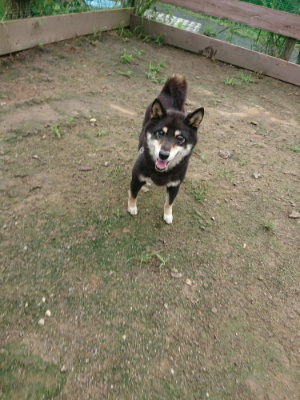 f:id:roukenhome-ann:20190728171010j:plain f:id:roukenhome-ann:20190728171010j:plain