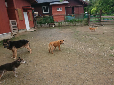 f:id:roukenhome-ann:20190728171015j:plain f:id:roukenhome-ann:20190728171015j:plain