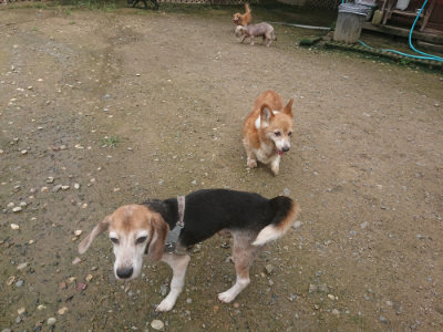 f:id:roukenhome-ann:20190728171020j:plain f:id:roukenhome-ann:20190728171020j:plain