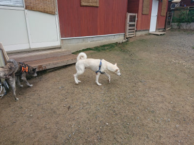 f:id:roukenhome-ann:20190728171036j:plain f:id:roukenhome-ann:20190728171036j:plain