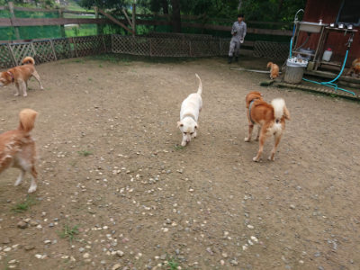 f:id:roukenhome-ann:20190728171040j:plain f:id:roukenhome-ann:20190728171040j:plain